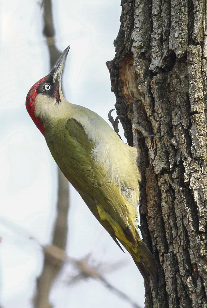 Green Woodpecker male...