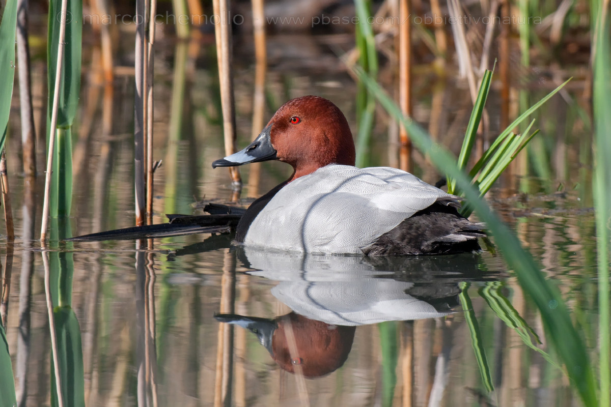 Pochard (Aythya ferina)...