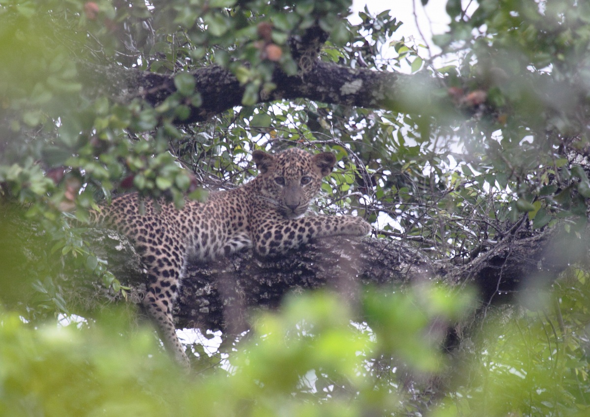leopard cub, Yala...