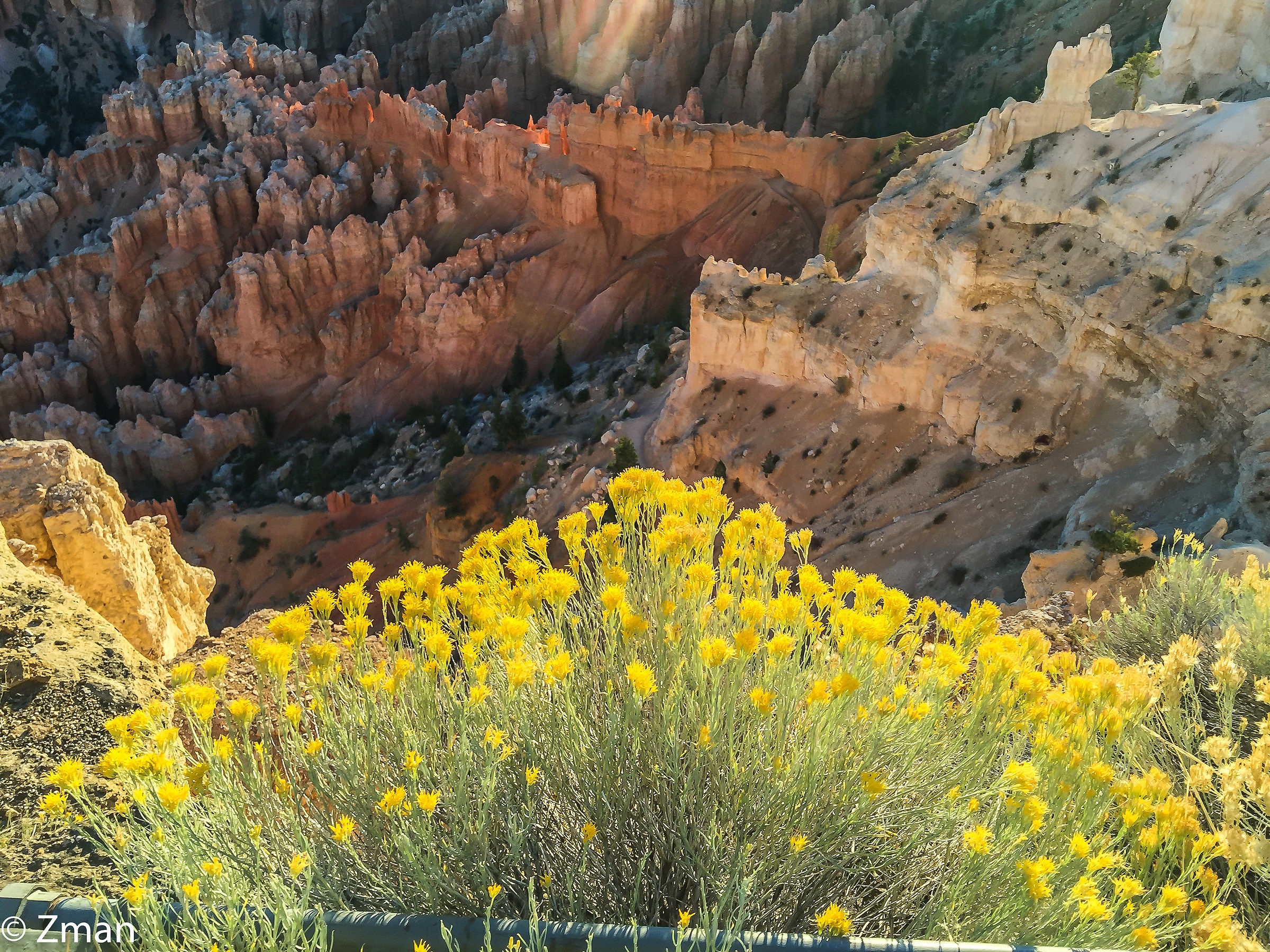 Yellow and Wild...