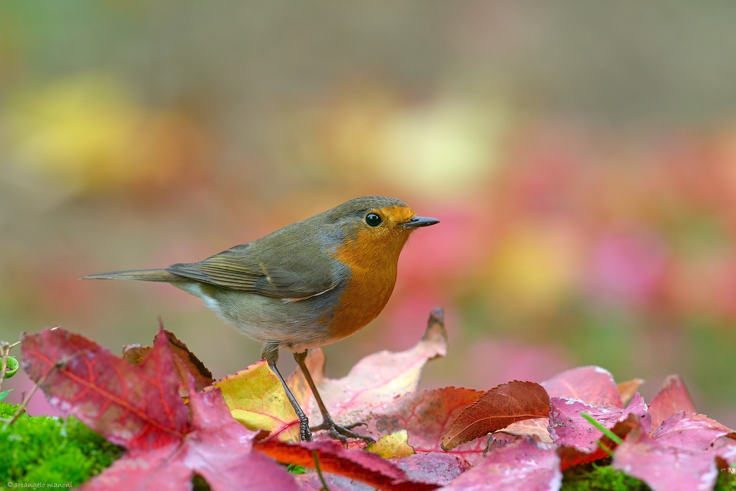 Leaves and robin...