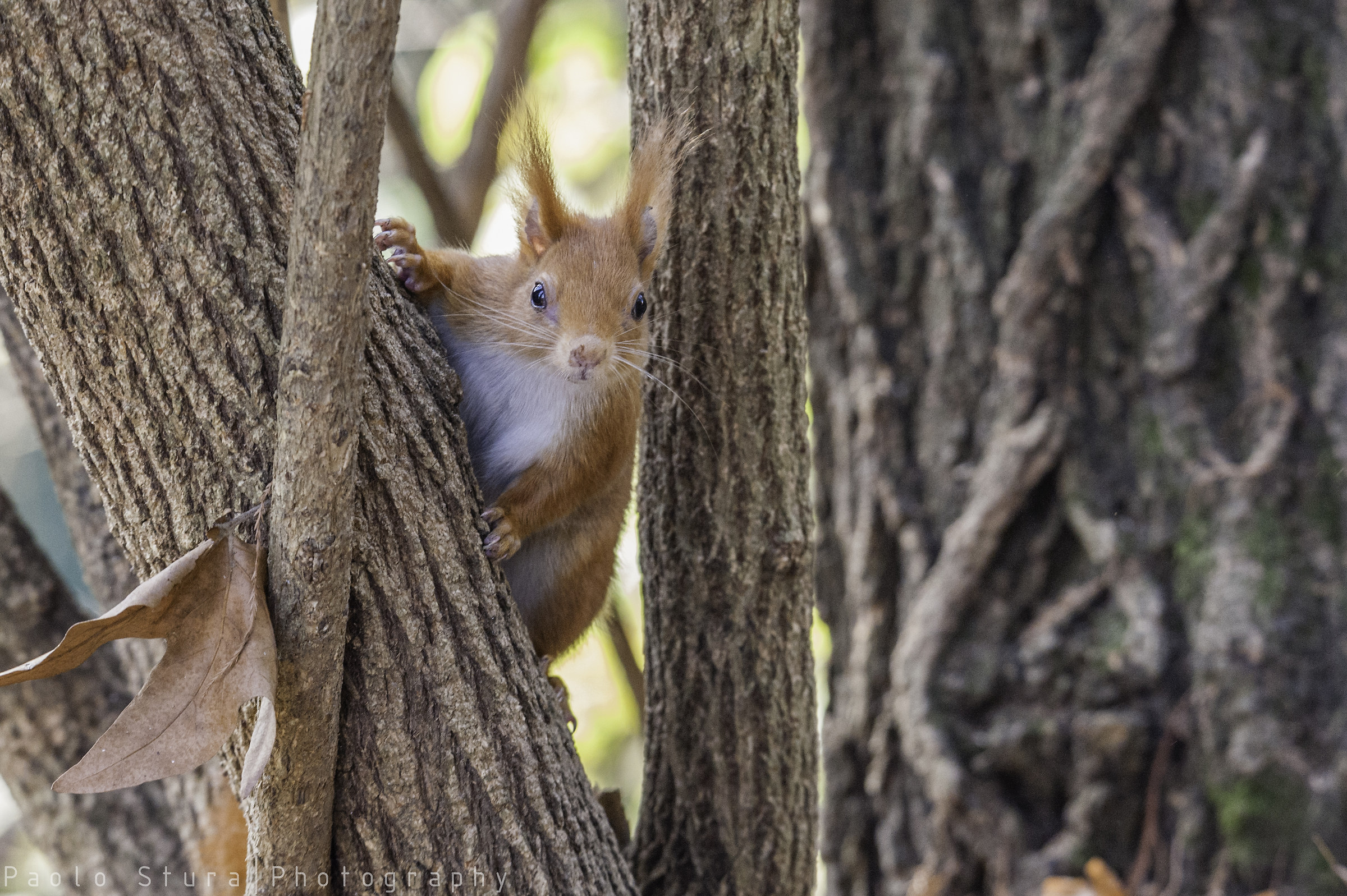 gray squirrel...
