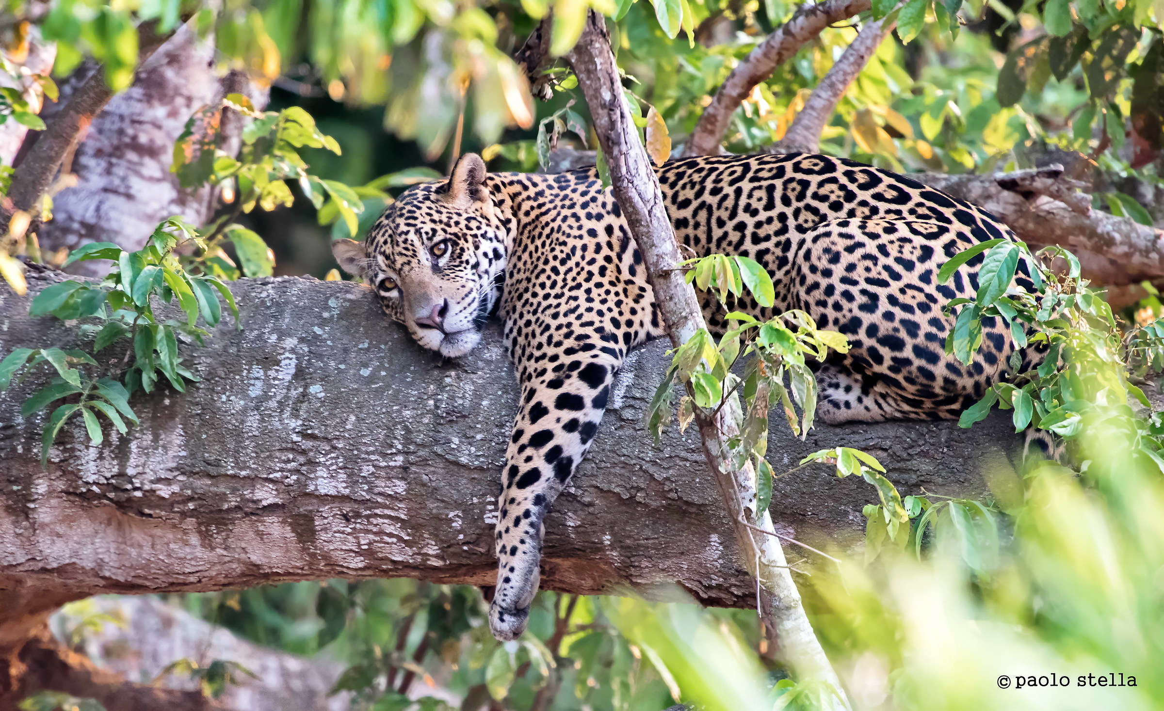 relax del giaguaro...