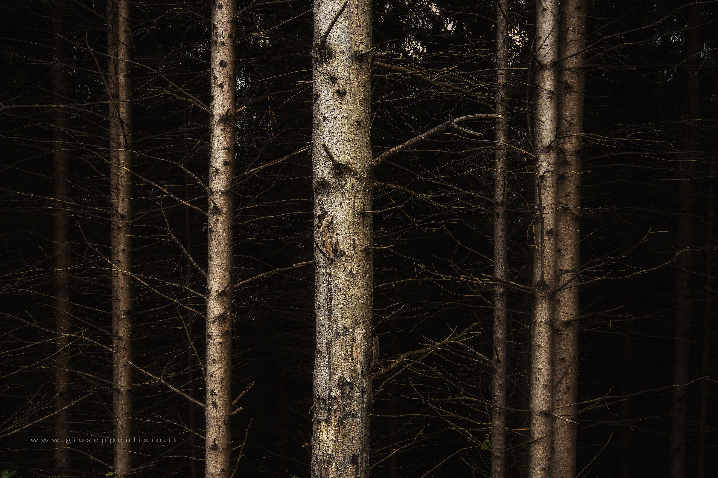 Il bosco...