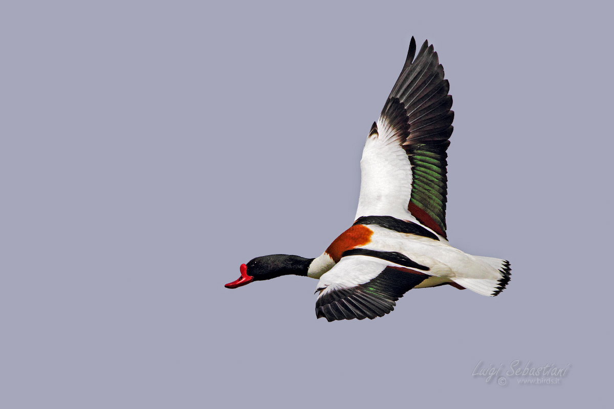 Shelduck...