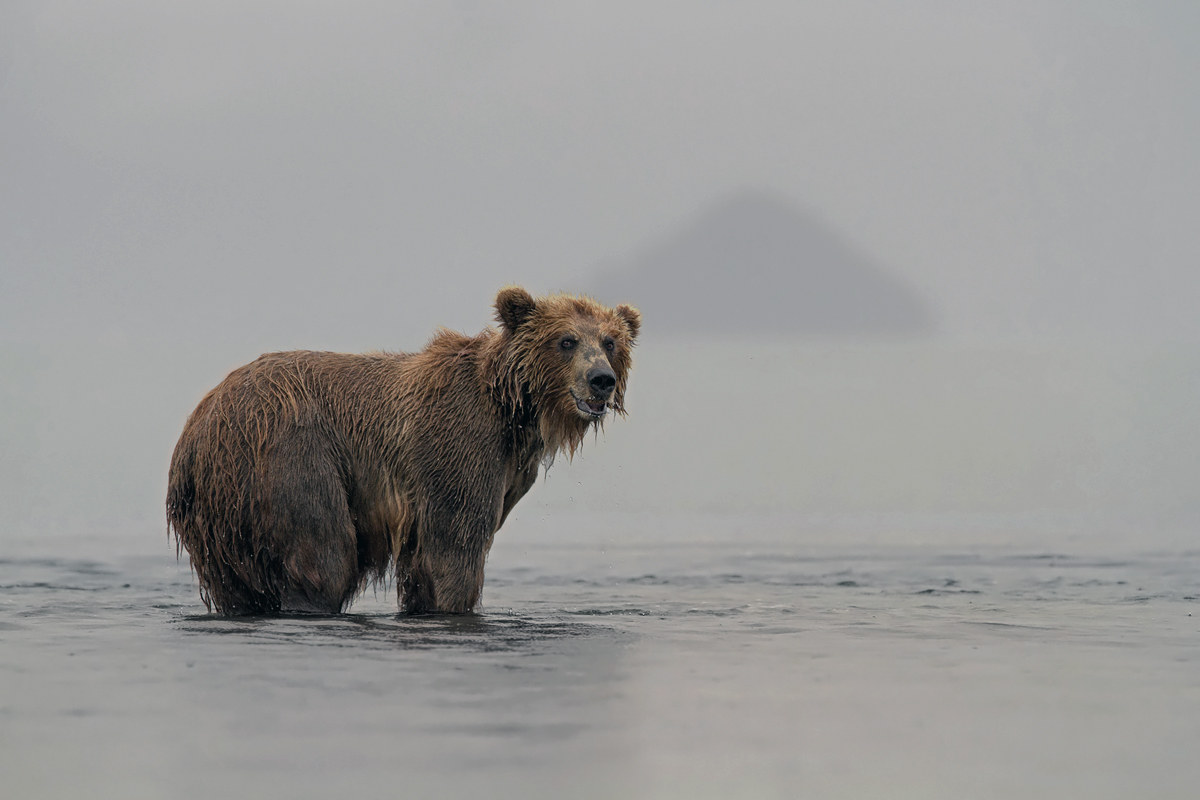 Bears in the fog...