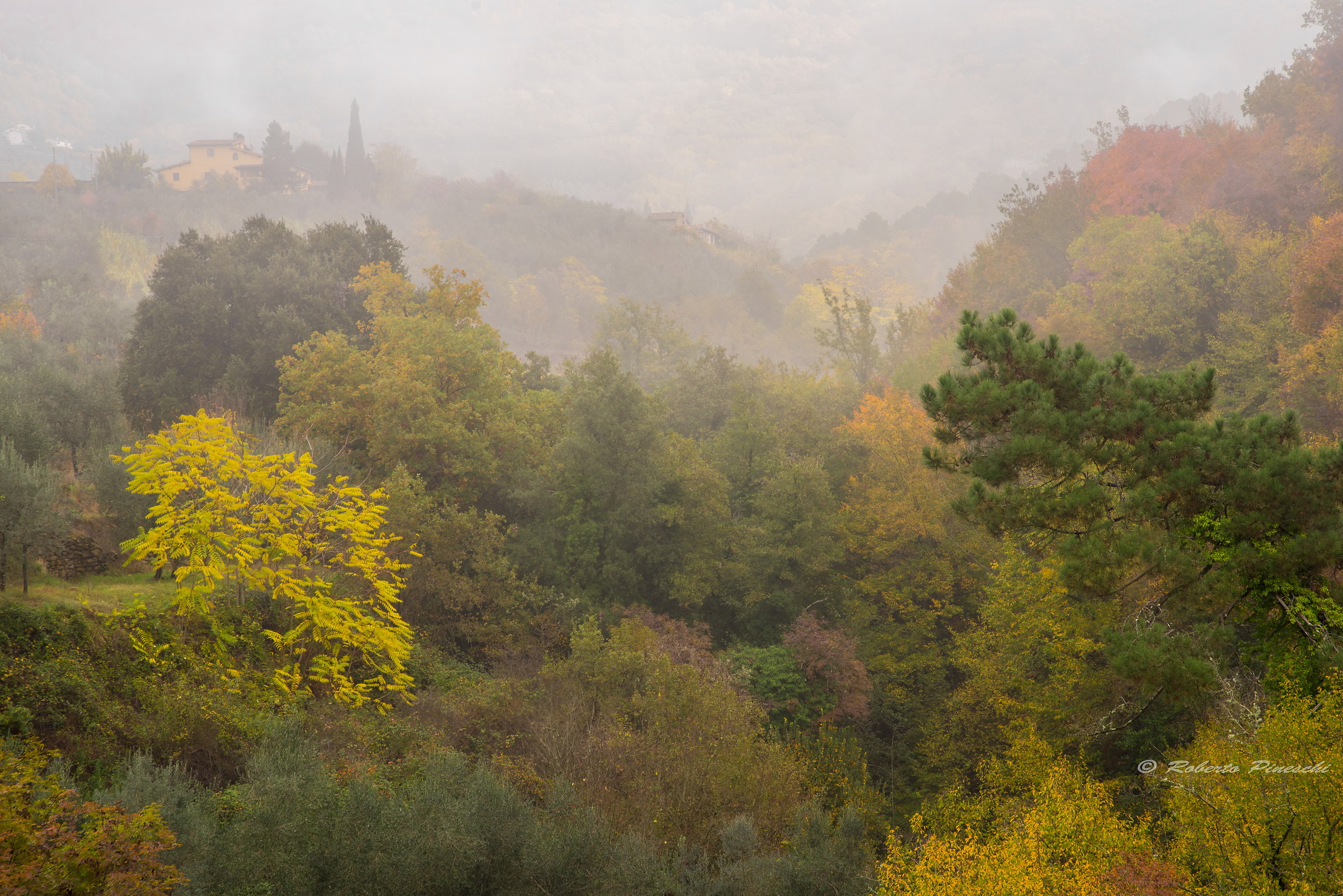Autumn colors and mist...