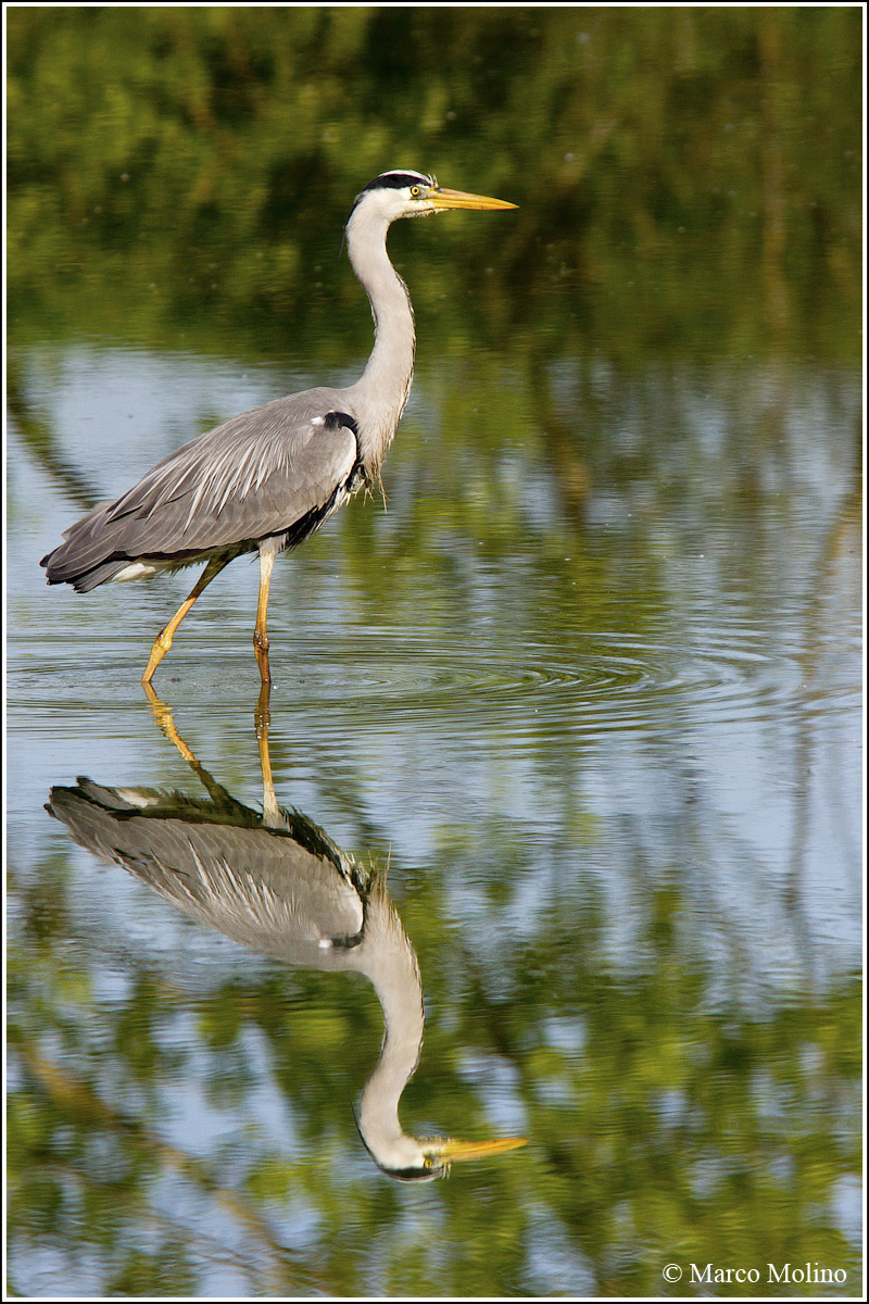 Ardea cinerea - Airone cenerino...