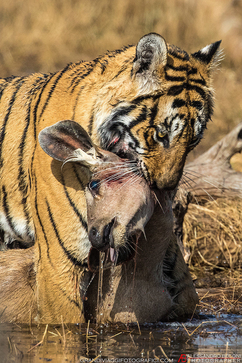 Bengal tiger and prey (sambar deer)...