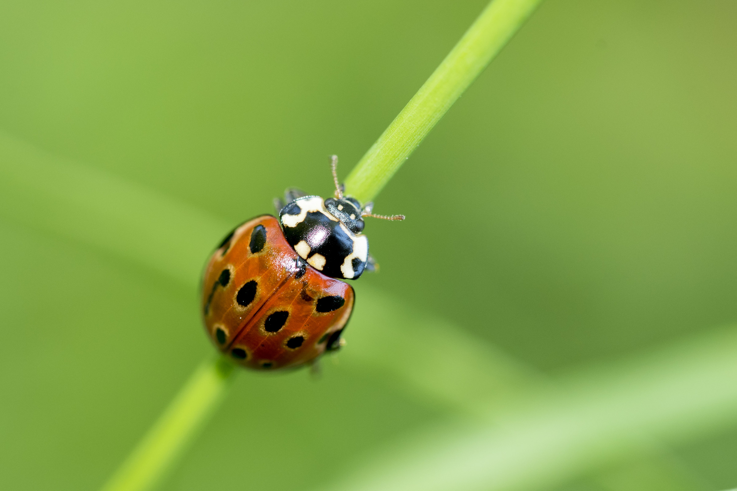 Coccinella...