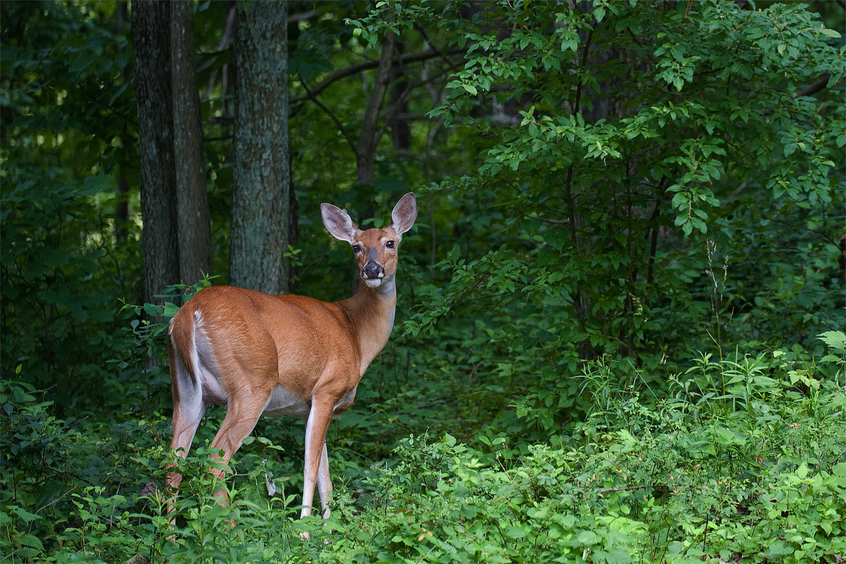 Whitetail Deer...