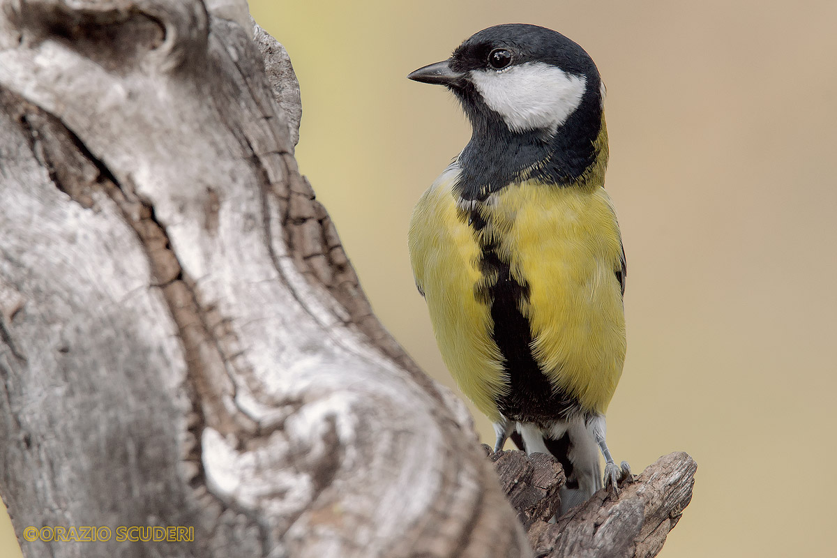 Great Tit (Parus major)?...