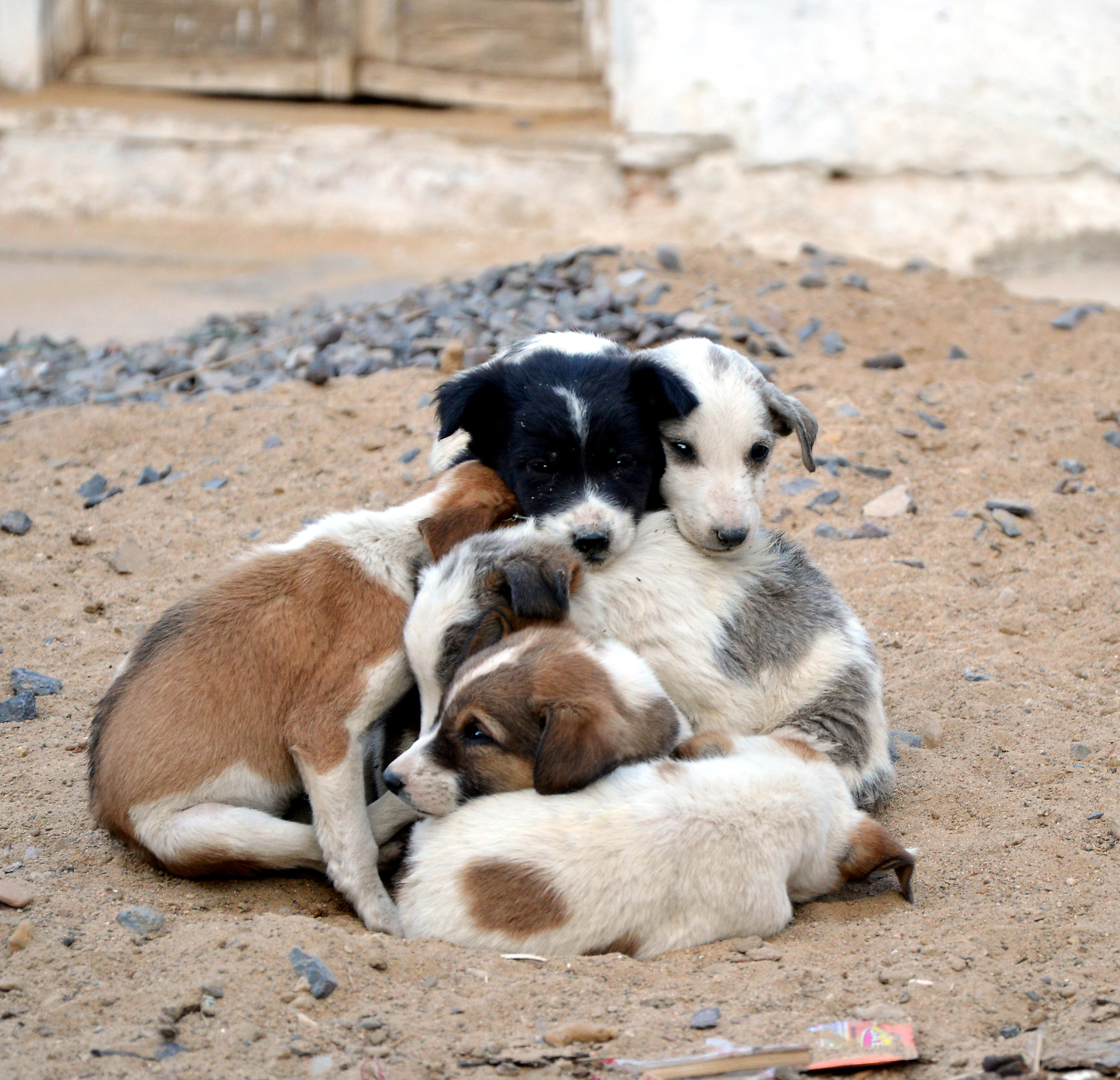 Puppies that are heated by the heat of the ashes...