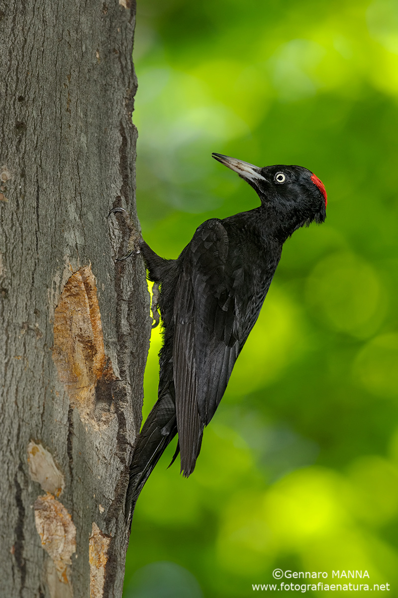 Black Woodpecker...