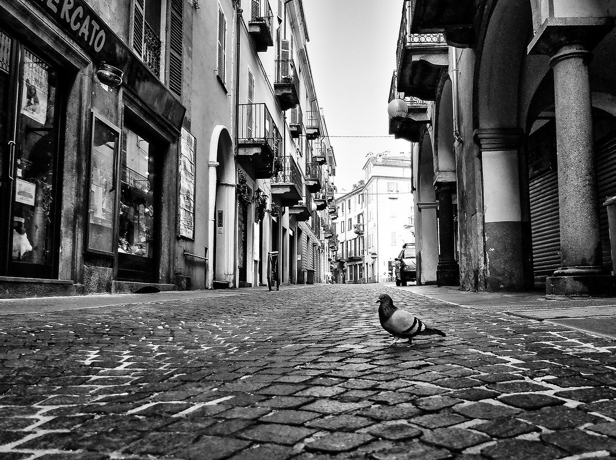 lonely pigeon...