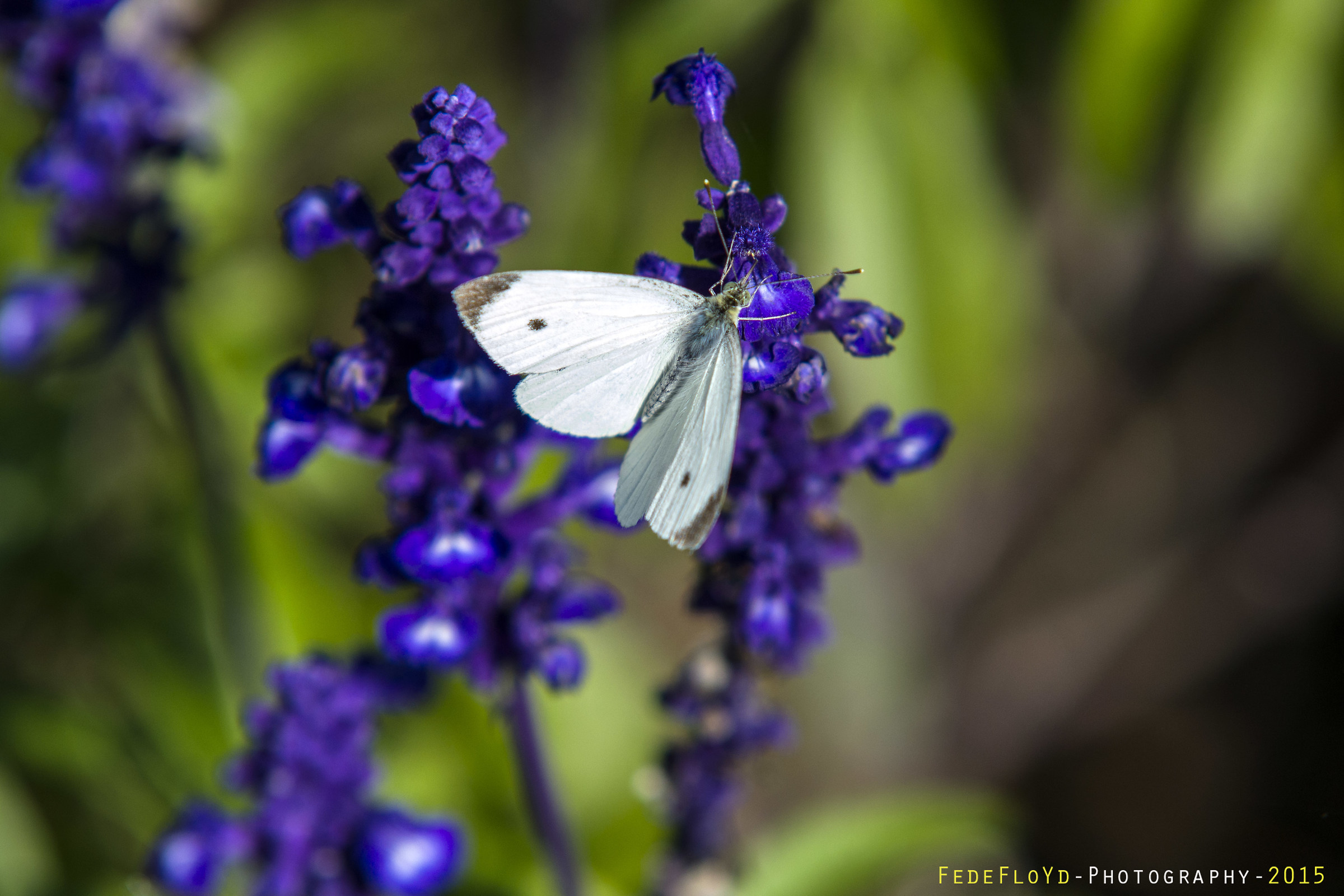 Pieris brassicae...