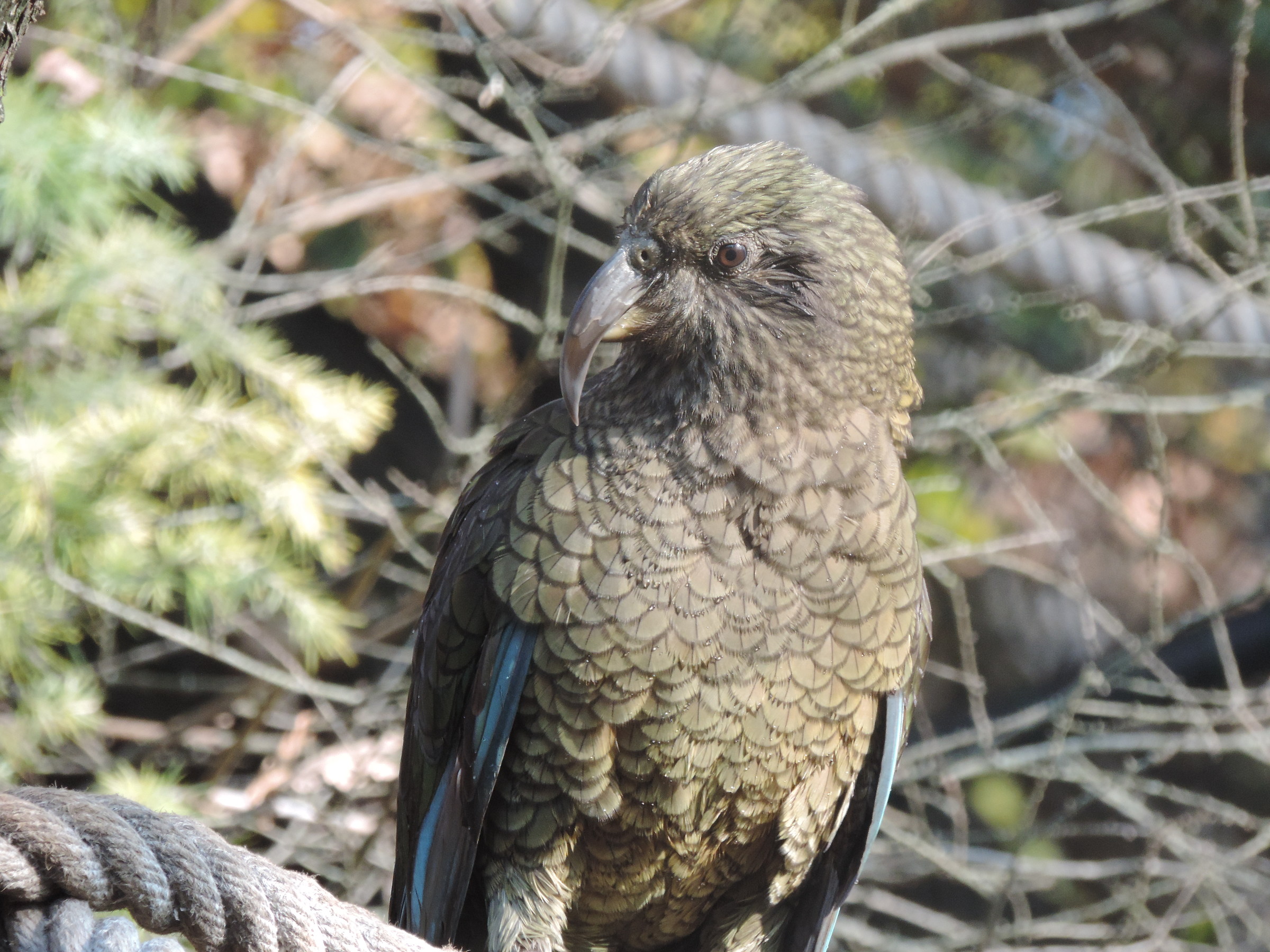 kea...