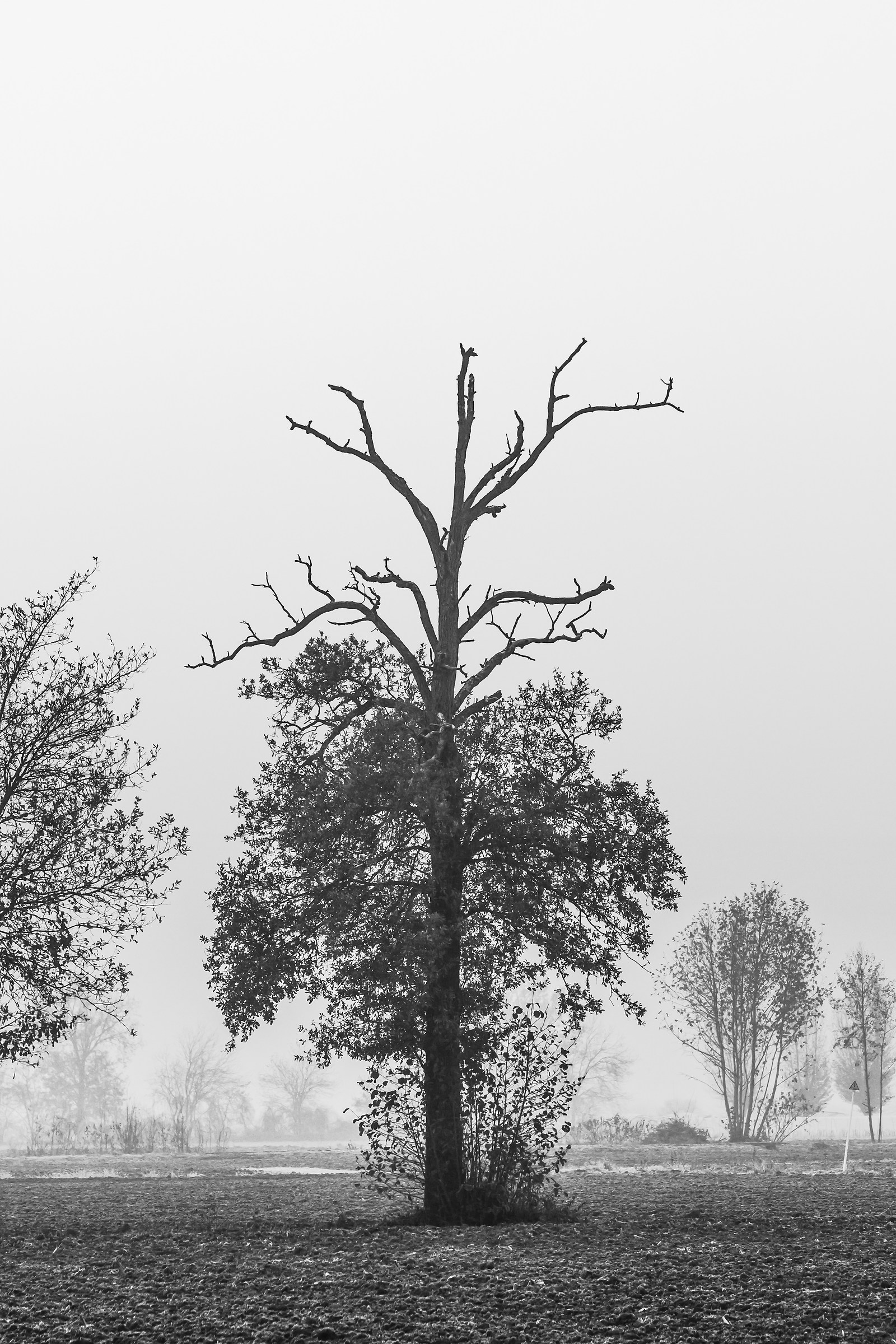 tree of Life????????????...