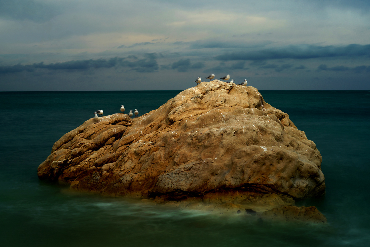 Seagulls Rock...