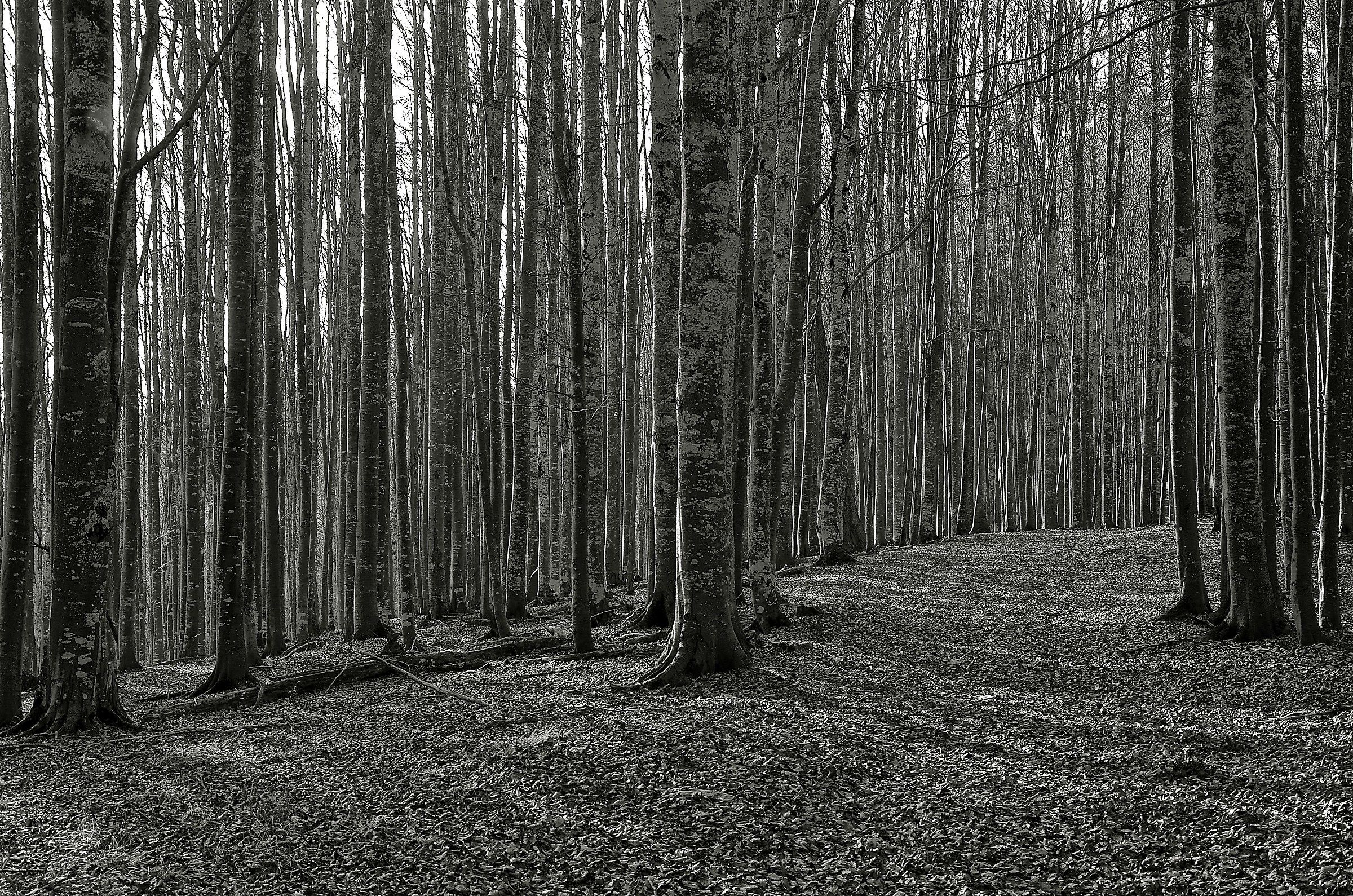 Foresta in Bianco e Nero...