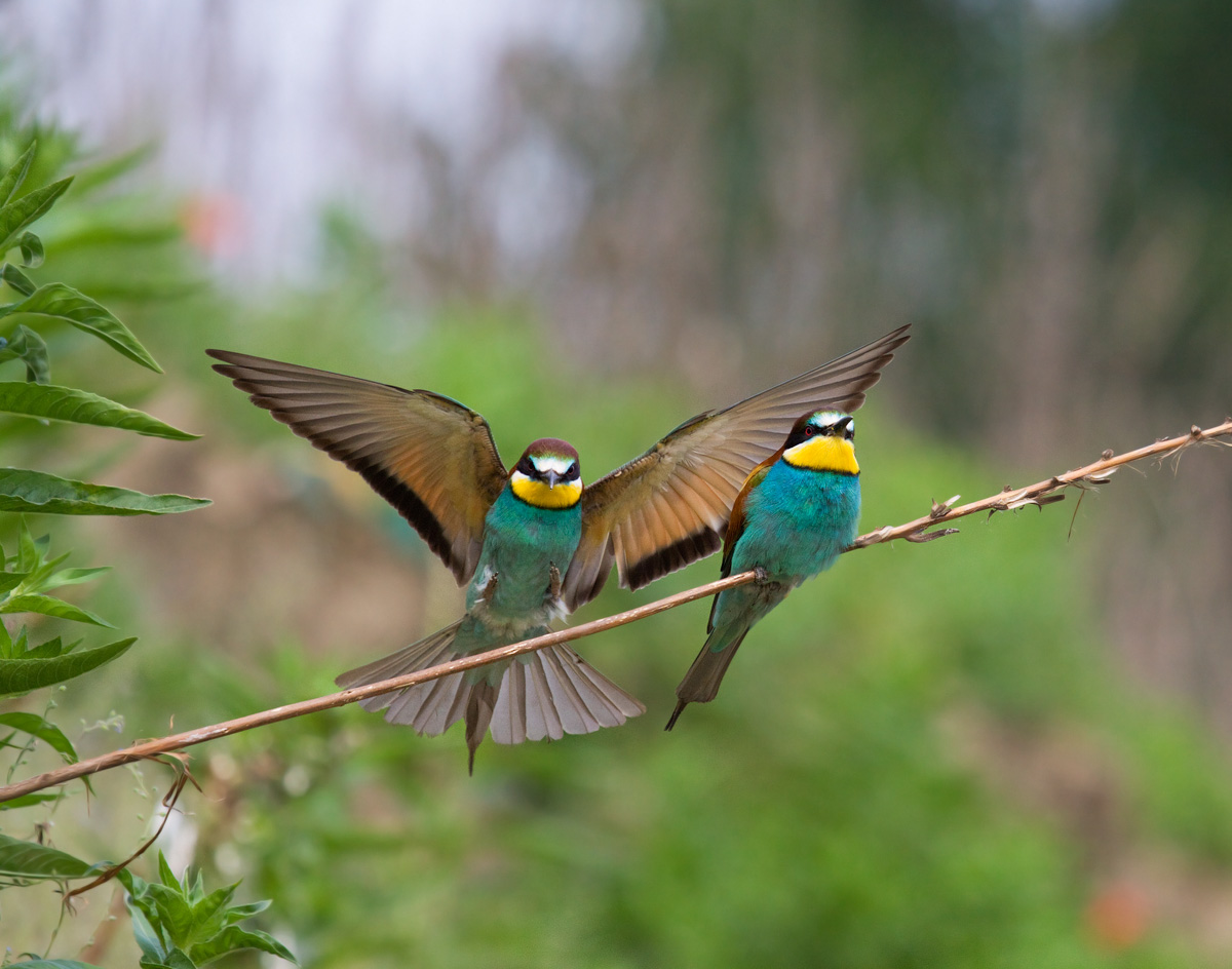 bingooooo my first bee-eaters...