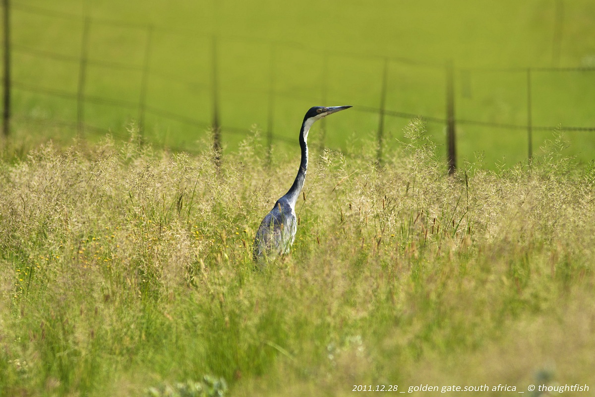 Heron in grass...