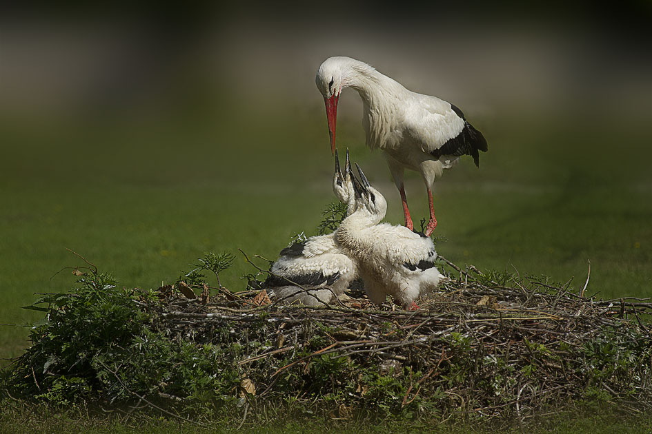At home Stork stork has arrived .......