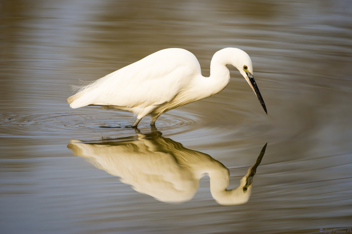 Egret...
