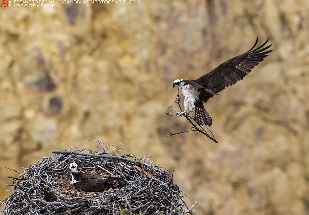 Osprey - Osprey...