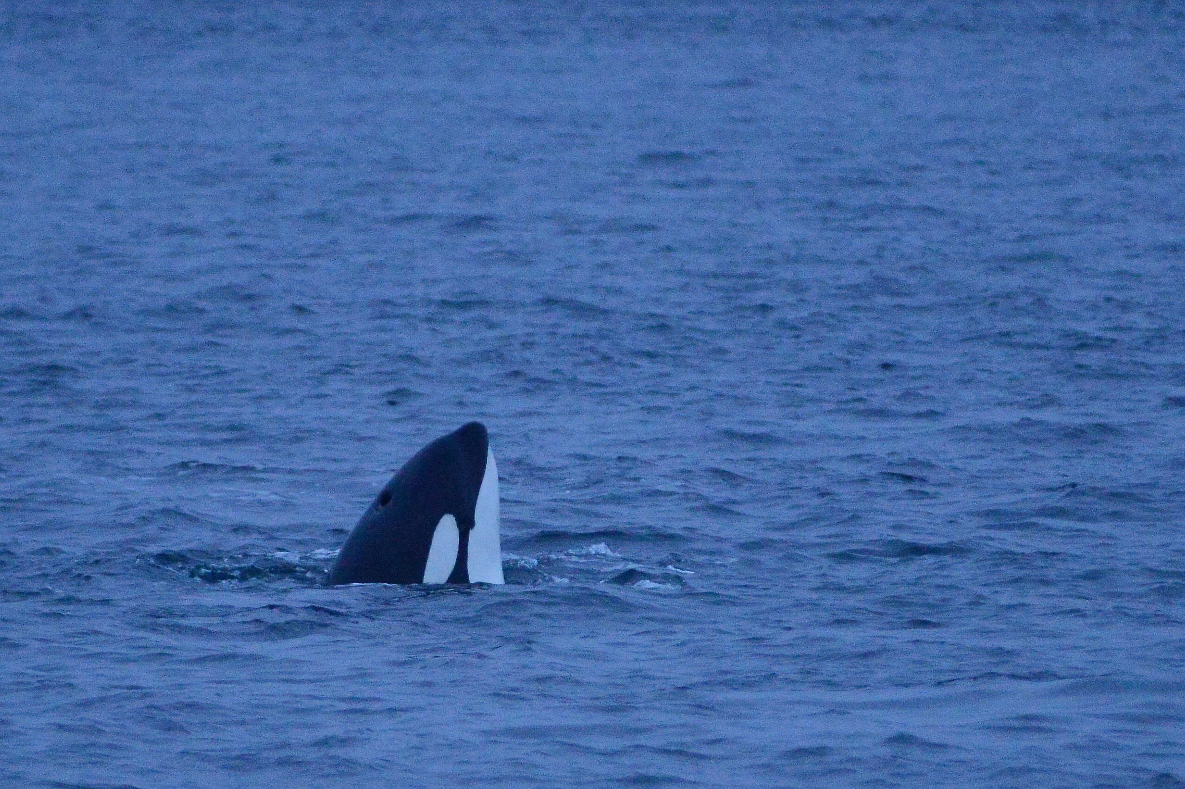 orca in the dark ......