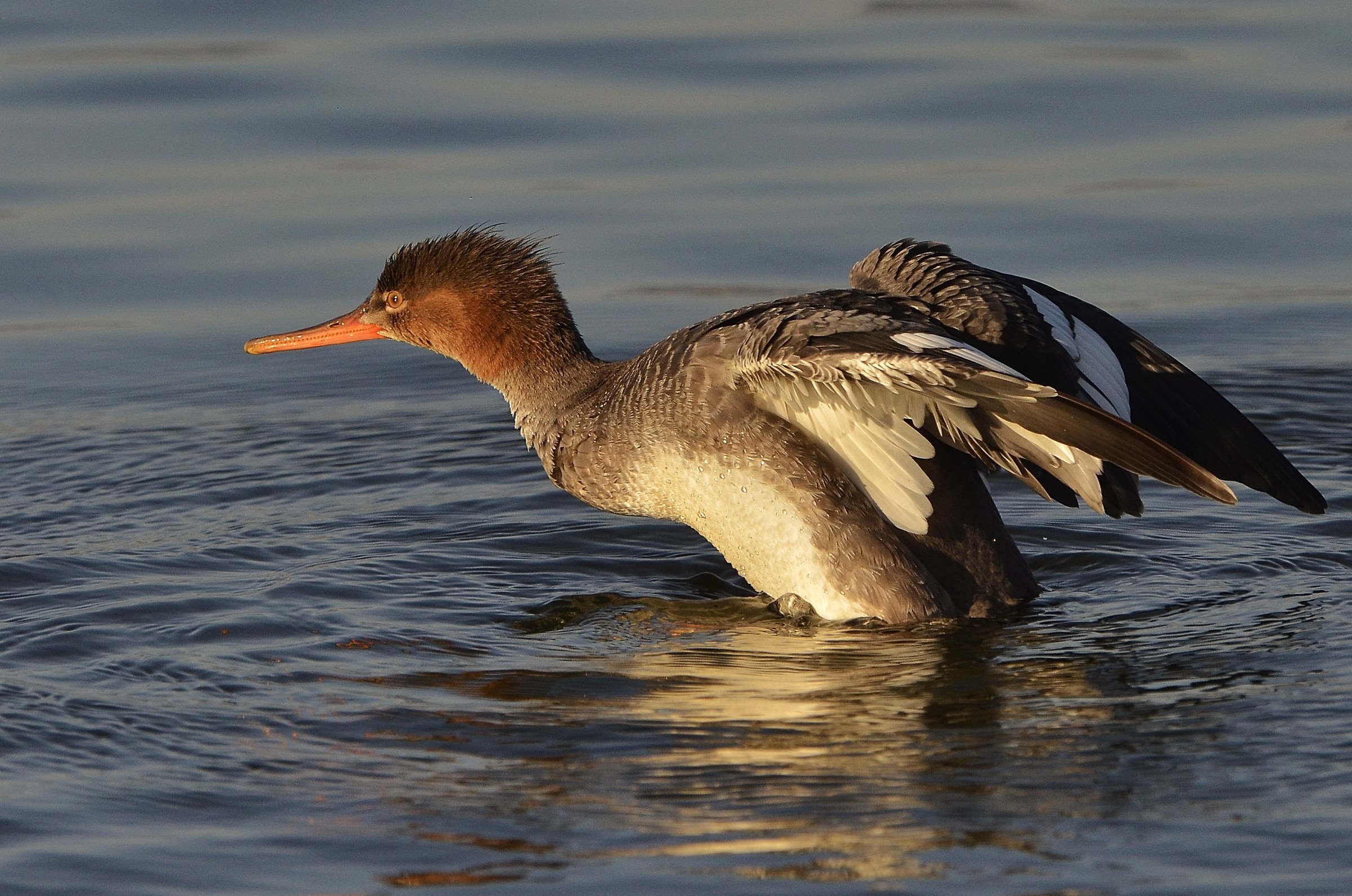 The takeoff of merganser...