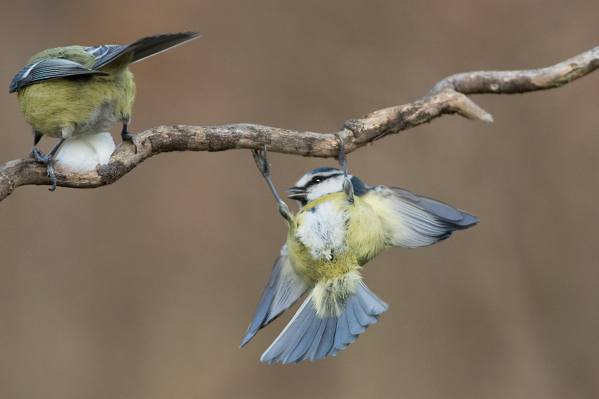 Acrobat blue tit (Parus caeruleus)...