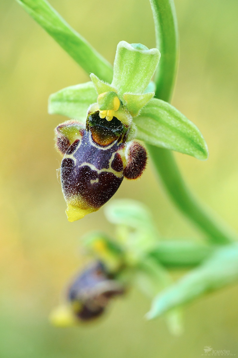 Ophrys scolopax subs. conradiae...