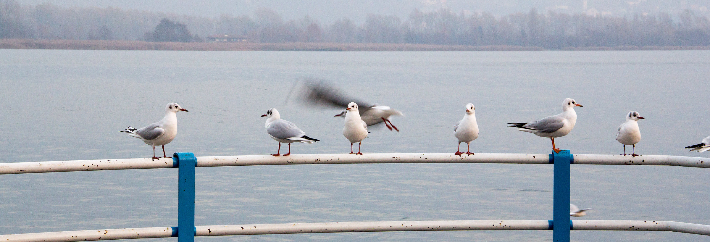 Spectators ......