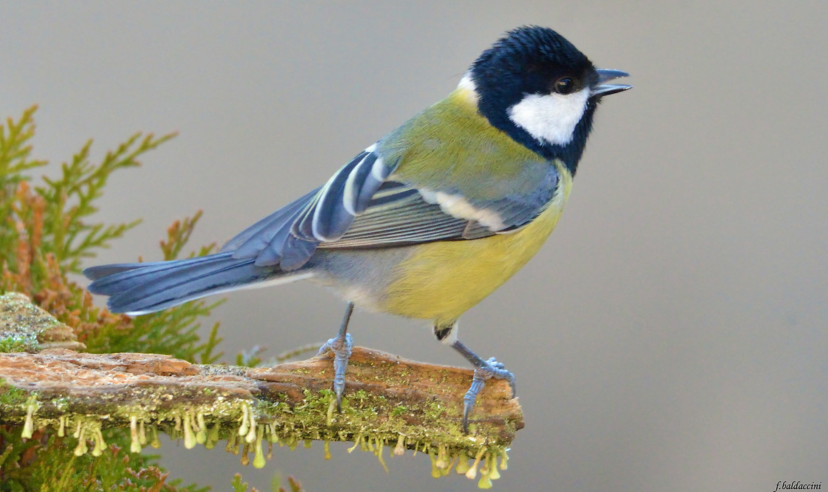 the song of the great tit...