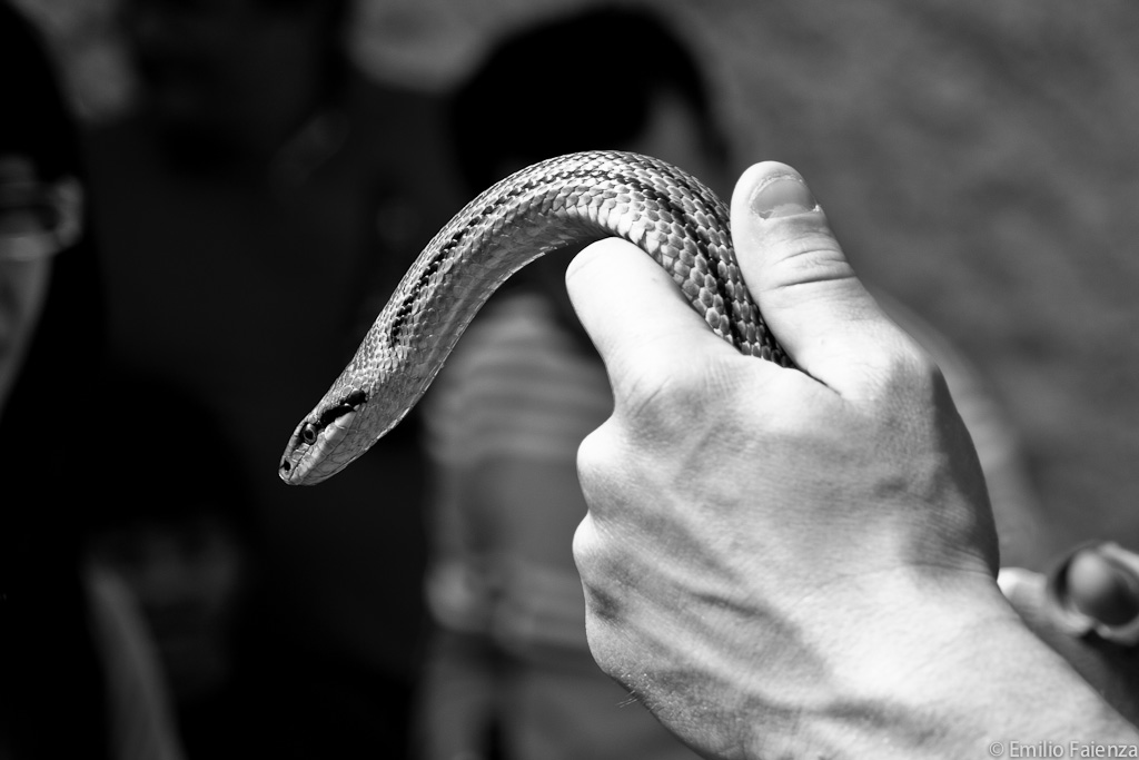 Cocullo-festival of the serpents...