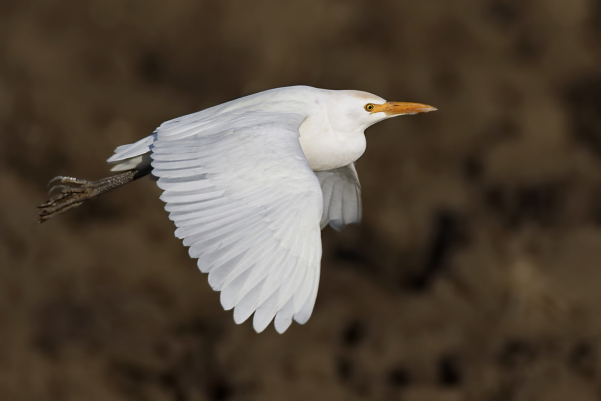 The flyby of Egret...