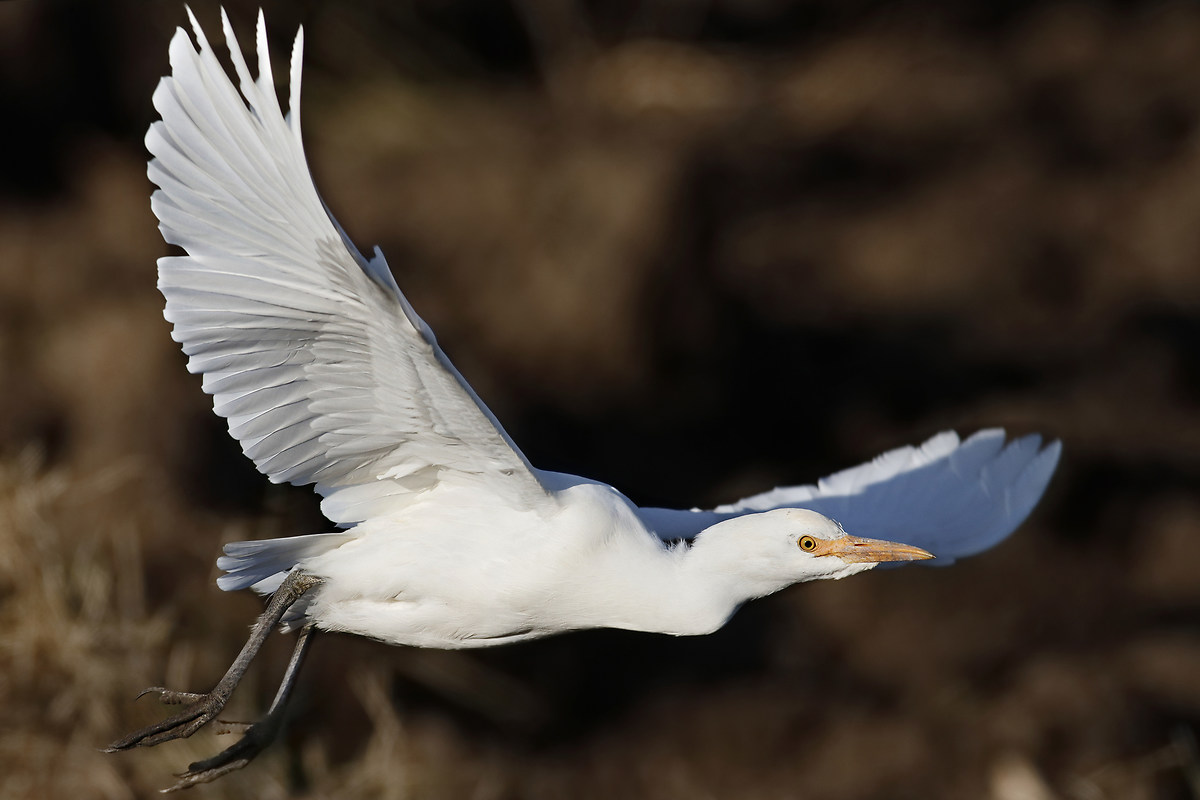 Cattle Egret - Fledging...