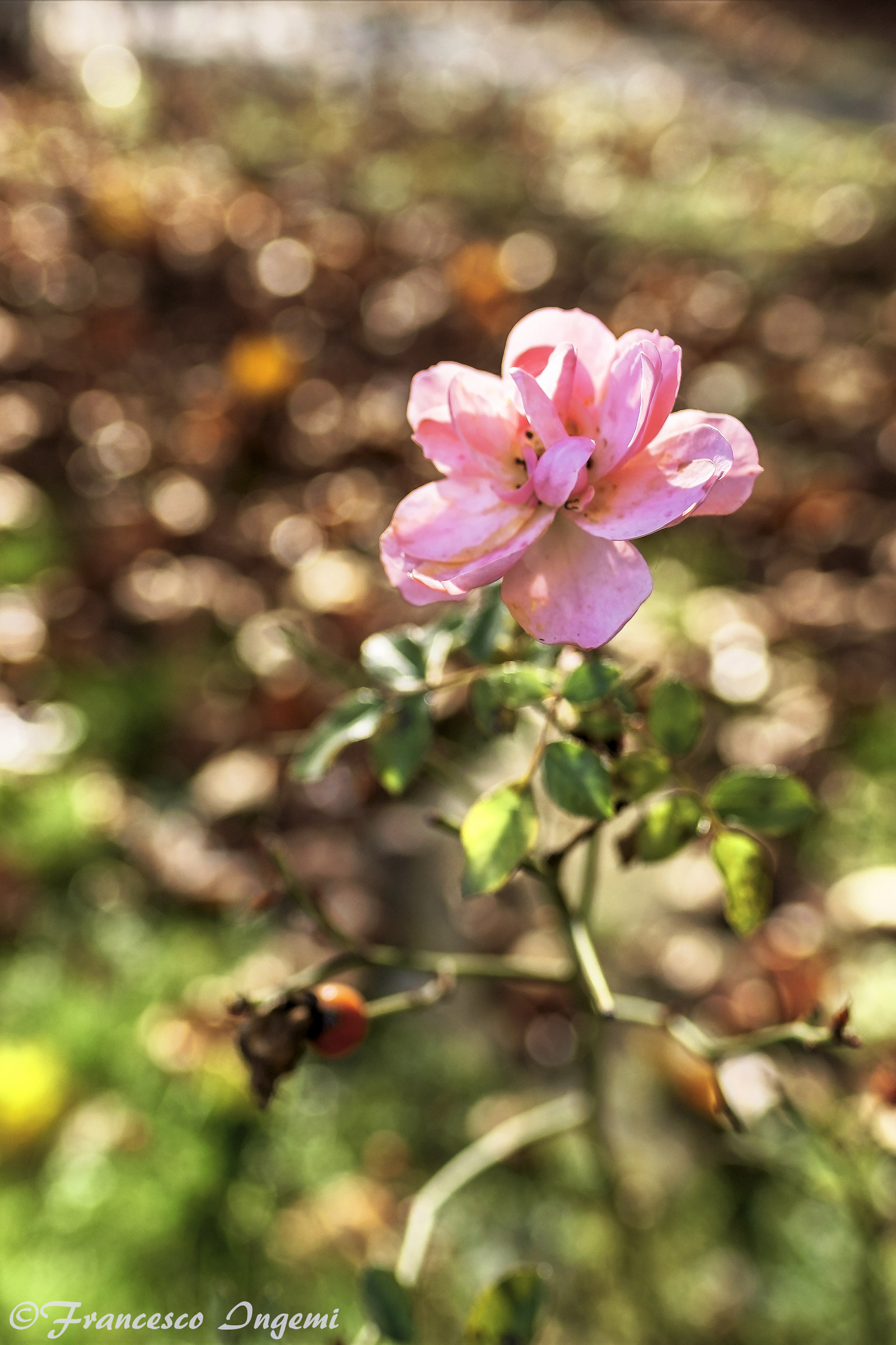 The last survivor of summer in the winter garden...