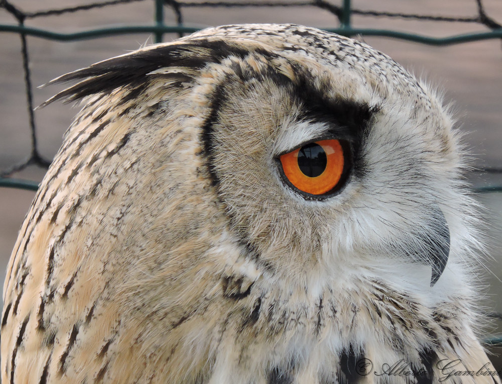 Owl curious...