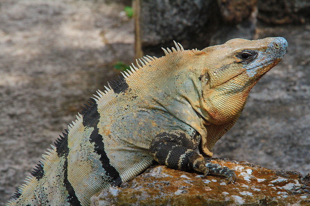 Iguana at Uxmal...