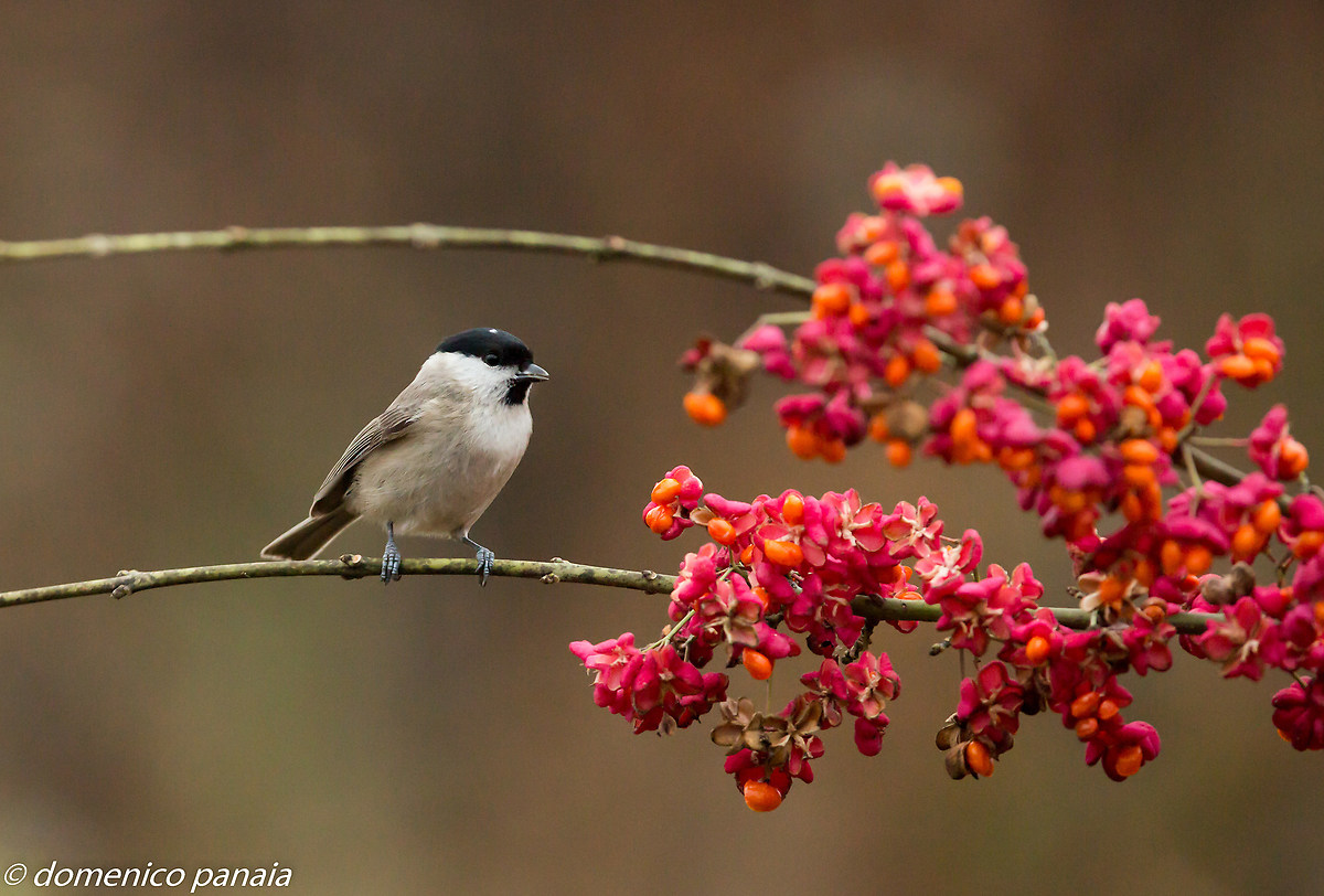 Chickadee in pink...