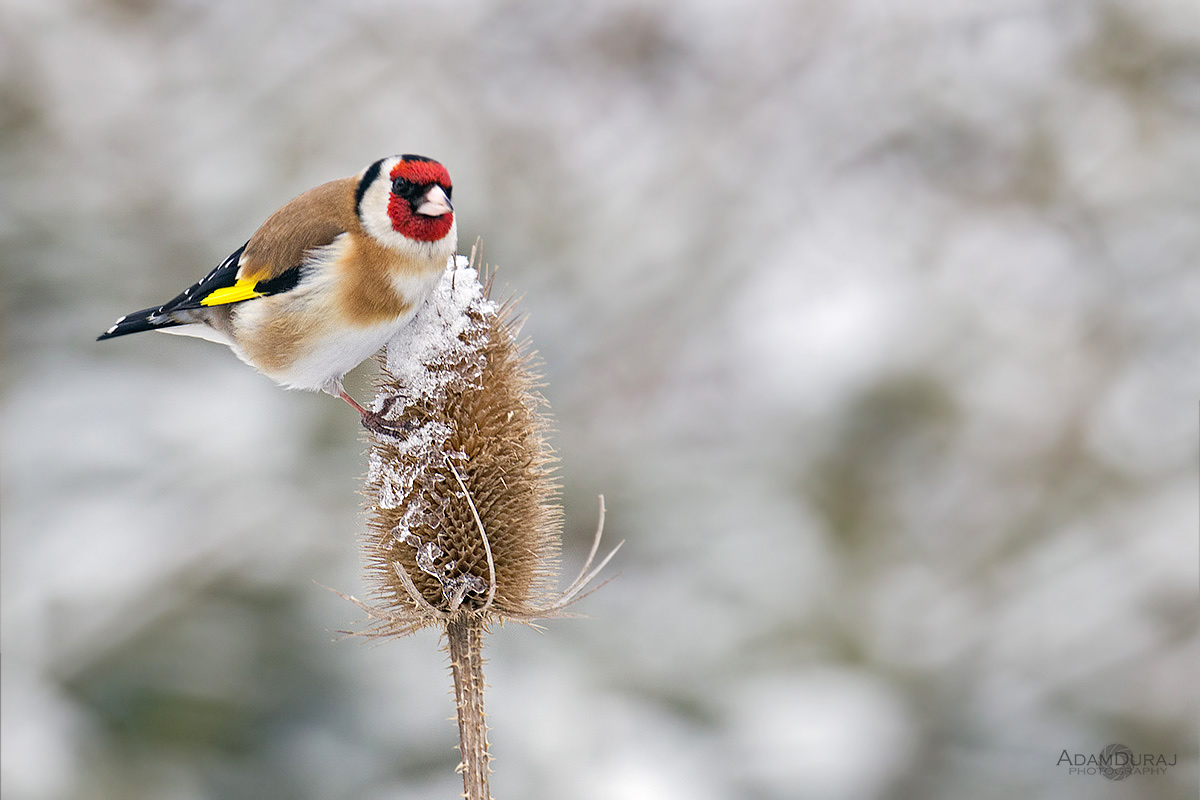 Winter goldfinch...