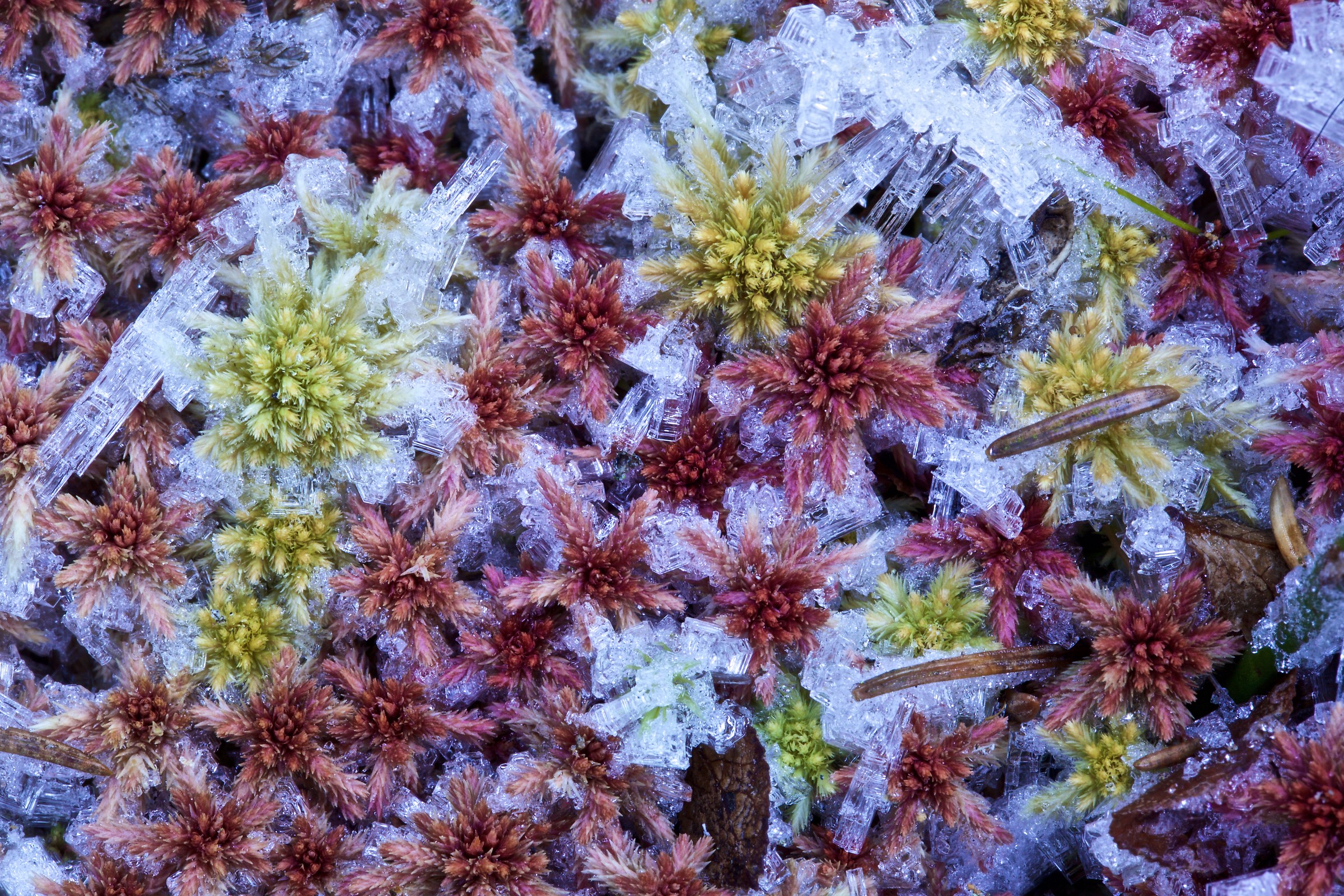 Sphagnum in frost...