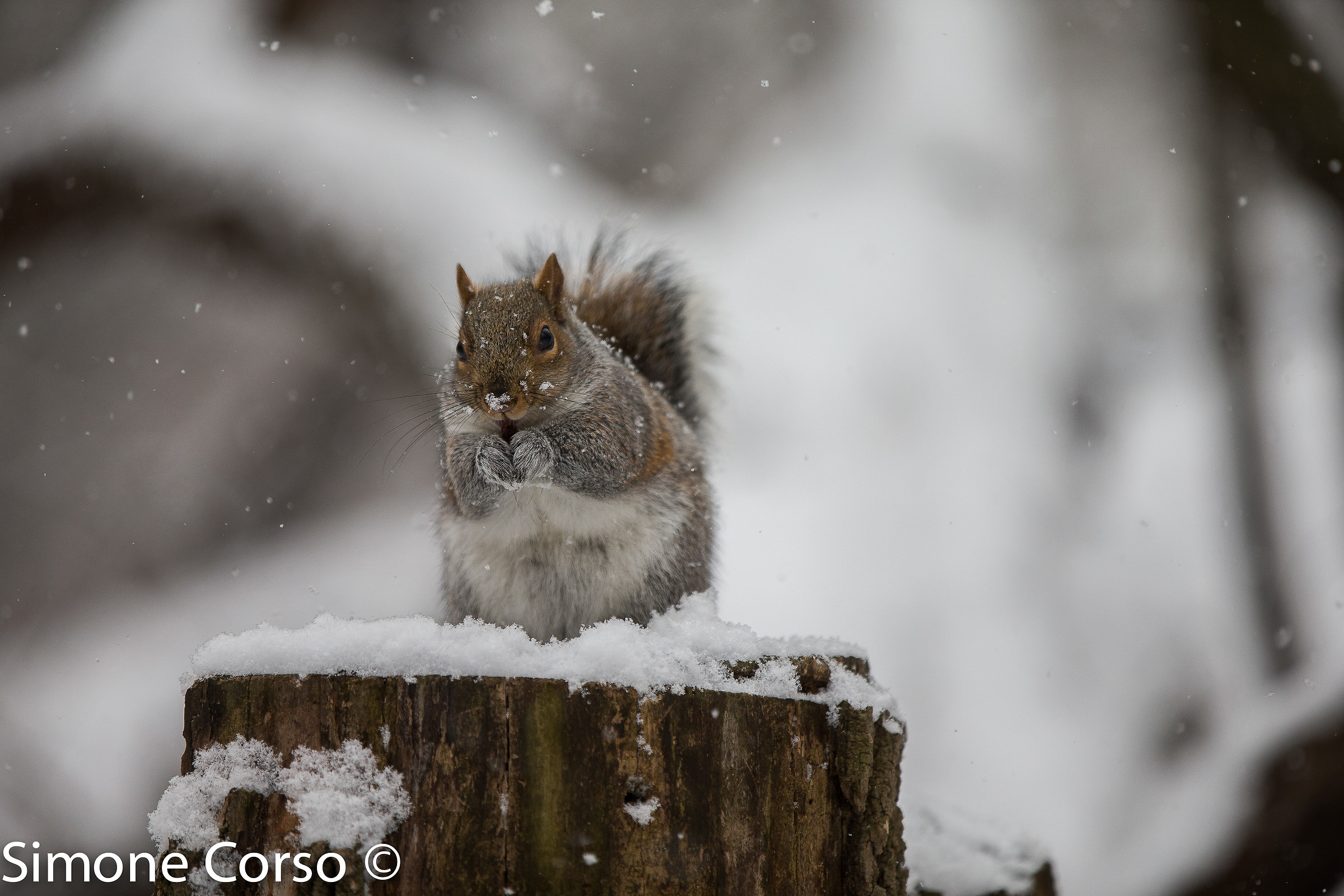 The squirrel "snow"...