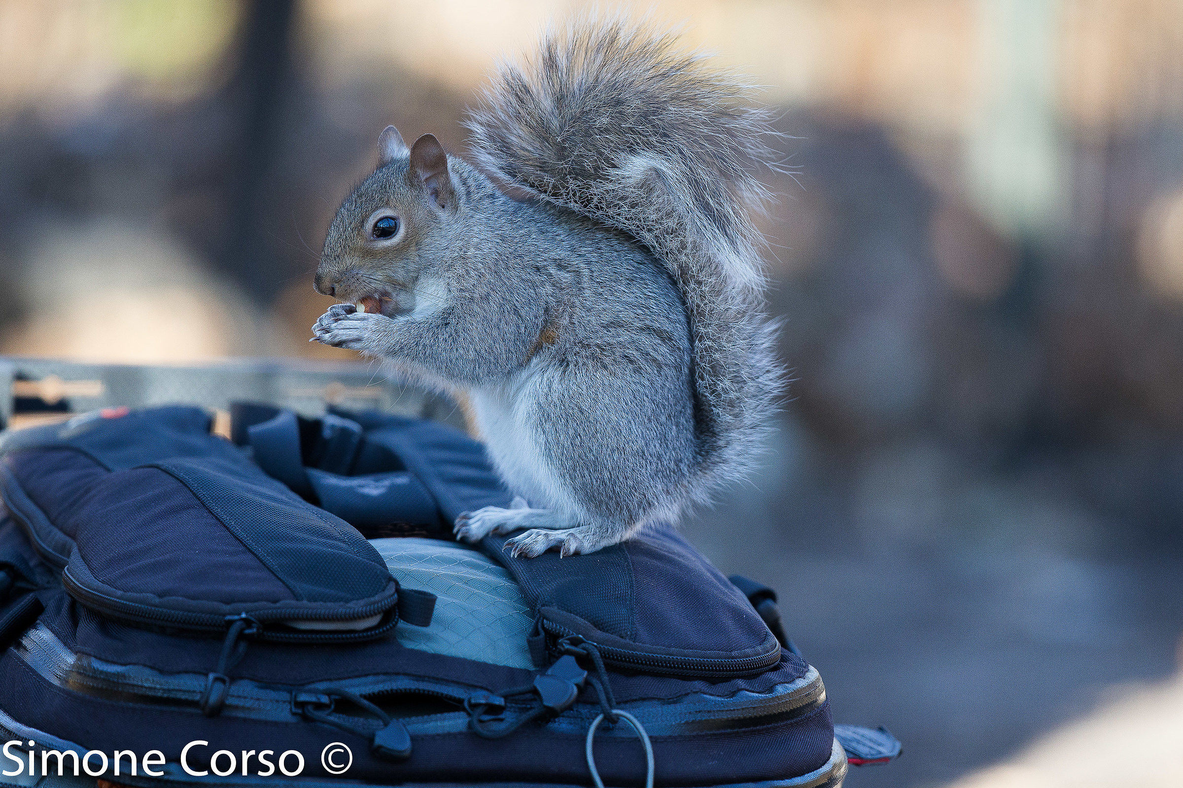 The squirrel and my backpack...