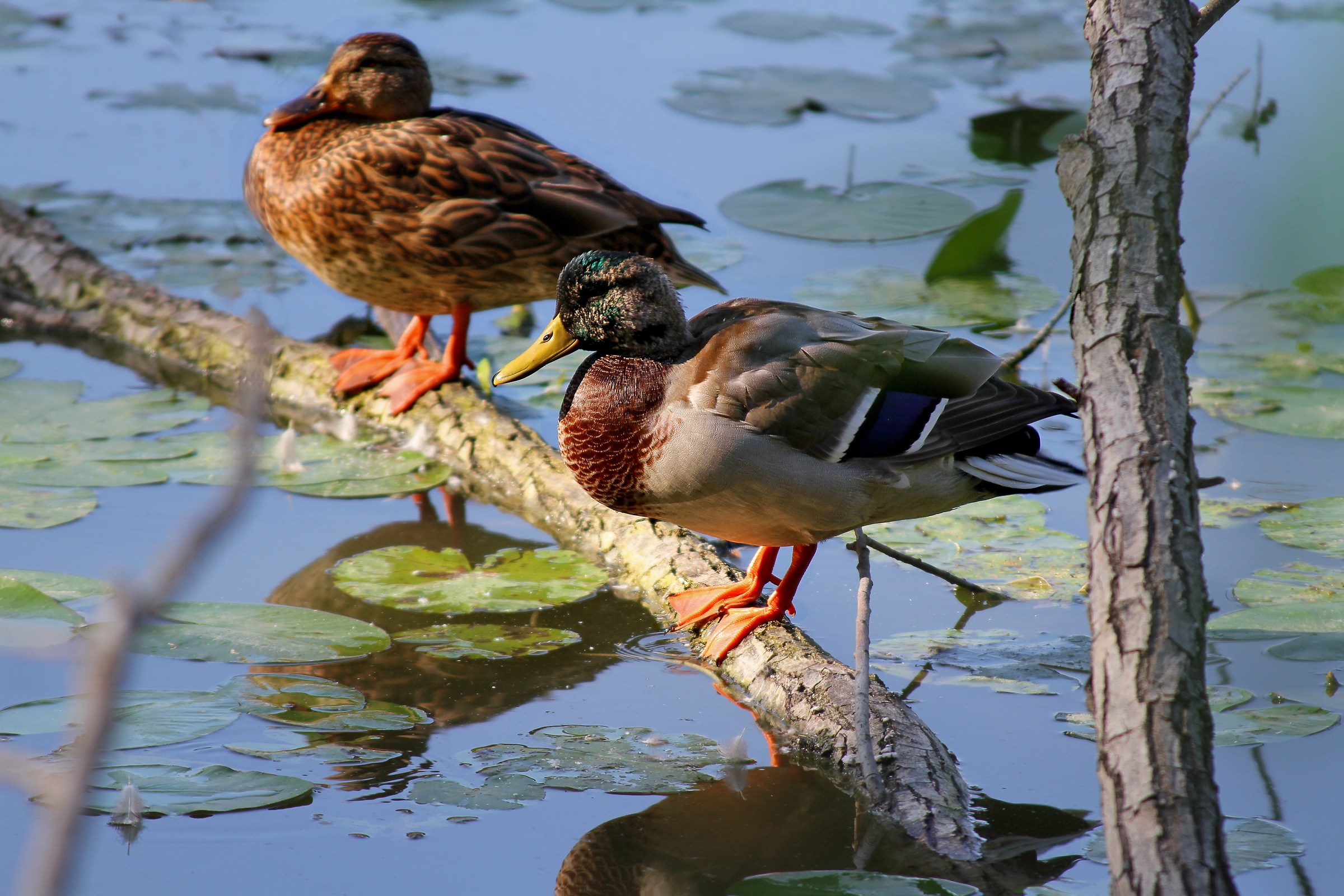Torrile Oasis: Pair of ducks...