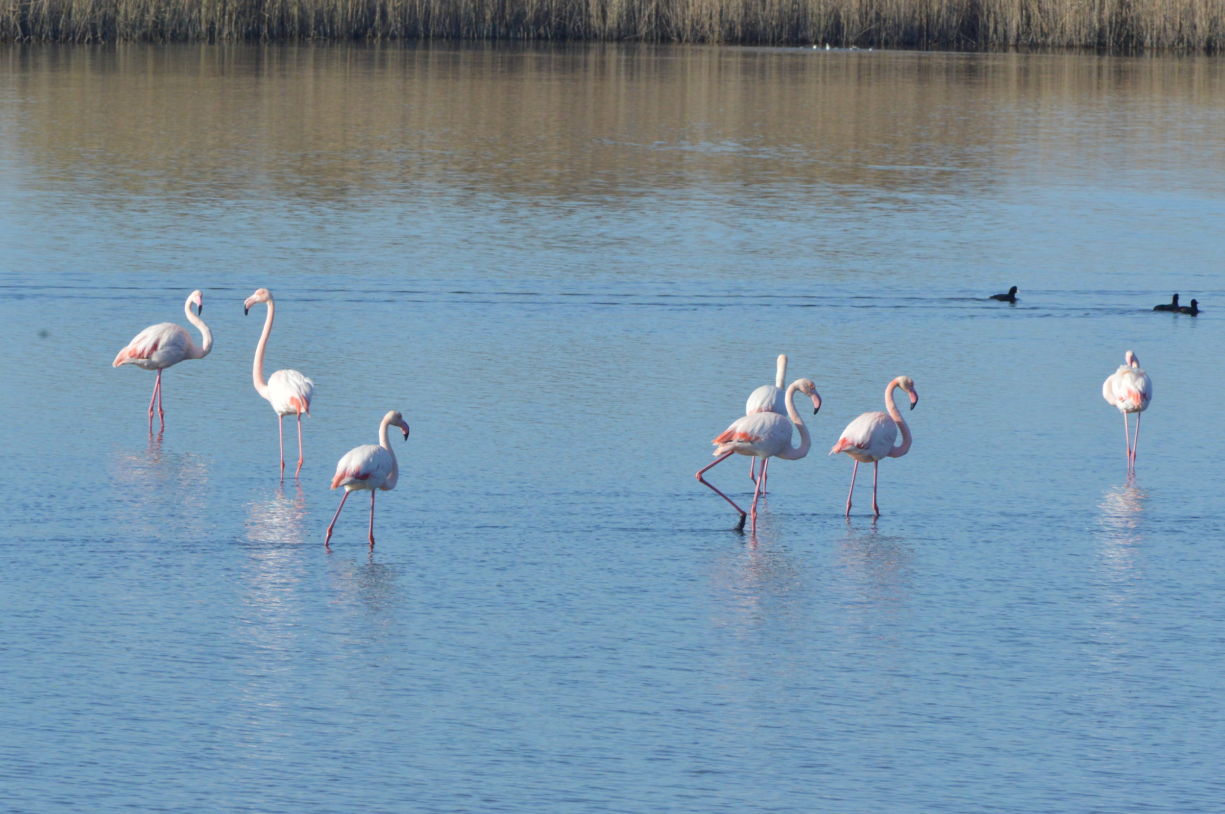 flamingos, pond Pilo, Porto Torres, SS...