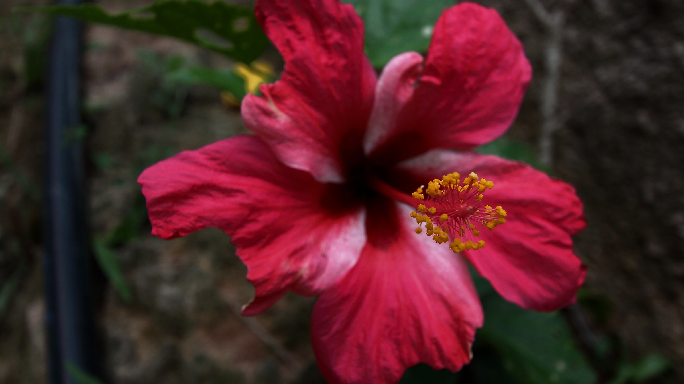 Red jungle flower...