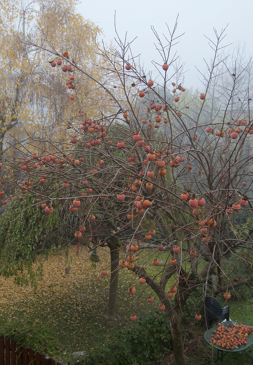 Collection of persimmon...
